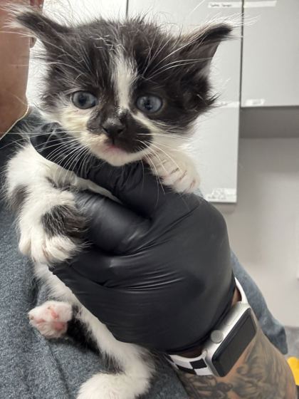 Shelter Stray Female Cat last seen Near GW loy Rd, Out of County, TN, 1008 Old Knoxville Hwy, Sevierville, TN 37862, USA