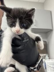 Shelter Stray Male Cat last seen Near GW loy Rd, Out of County, TN, 1008 Old Knoxville Hwy, Sevierville, TN 37862, USA