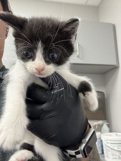 Shelter Stray Male Cat last seen Near GW loy Rd, Out of County, TN, 1008 Old Knoxville Hwy, Sevierville, TN 37862, USA