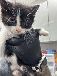 Shelter Stray Male Cat last seen Near GW loy Rd, Out of County, TN, 1008 Old Knoxville Hwy, Sevierville, TN 37862, USA