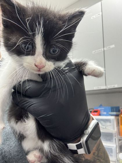 Shelter Stray Male Cat last seen Near GW loy Rd, Out of County, TN, 1008 Old Knoxville Hwy, Sevierville, TN 37862, USA