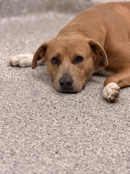 Shelter Stray Female Dog last seen Powell dr, City of Knoxville GP, TN, 3201 Division St, Knoxville, TN 37919, USA