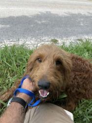 Shelter Stray Unknown Dog last seen Near Mannela Dr, Knox County ASO, TN, 3201 Division St, Knoxville, TN 37919, USA
