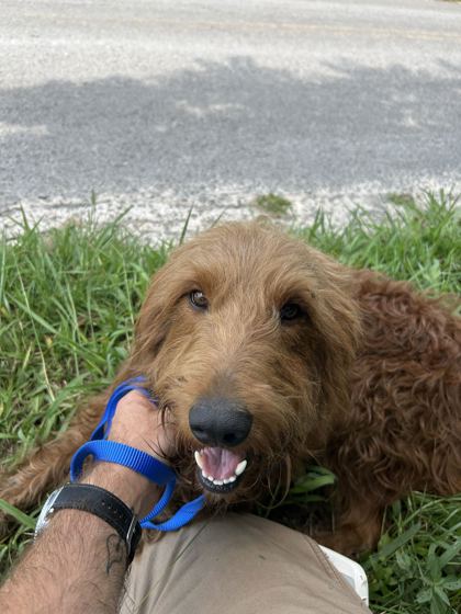 Shelter Stray Unknown Dog last seen Near Mannela Dr, Knox County ASO, TN, 3201 Division St, Knoxville, TN 37919, USA