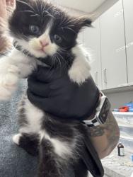 Shelter Stray Female Cat last seen Near GW loy Rd, Out of County, TN, 1008 Old Knoxville Hwy, Sevierville, TN 37862, USA