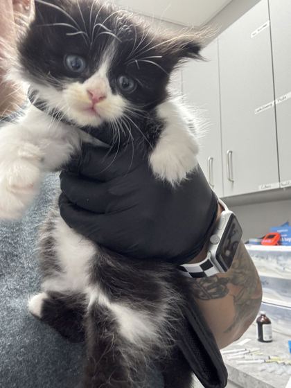 Shelter Stray Female Cat last seen Near GW loy Rd, Out of County, TN, 1008 Old Knoxville Hwy, Sevierville, TN 37862, USA