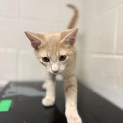 Shelter Stray Male Cat last seen Near Cove Lane, City of Knoxville GP, TN, 3201 Division St, Knoxville, TN 37919, USA