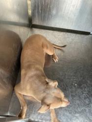 Shelter Stray Female Dog last seen Near Border Ln, Caddo Parish, LA, 1500 Monty St, Shreveport, LA 71107, USA
