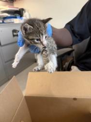Shelter Stray Unknown Cat last seen Bostwick Rd, Caddo Parish, LA, 1500 Monty St, Shreveport, LA 71107, USA