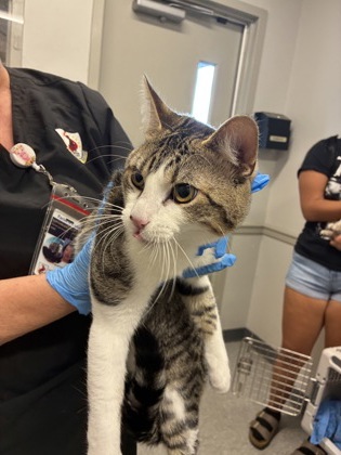 Shelter Stray Male Cat last seen Keithville, Caddo Parish, LA, 1500 Monty St, Shreveport, LA 71107, USA