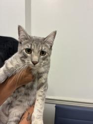 Shelter Stray Male Cat last seen Keithville, Caddo Parish, LA, 1500 Monty St, Shreveport, LA 71107, USA