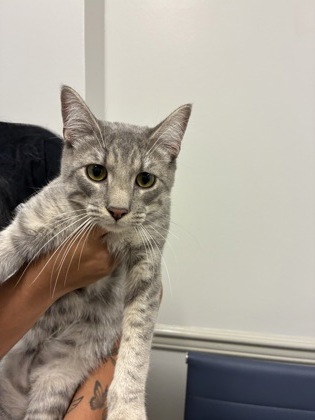 Shelter Stray Male Cat last seen Keithville, Caddo Parish, LA, 1500 Monty St, Shreveport, LA 71107, USA