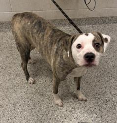 Shelter Stray Female Dog last seen Prospect Ave & E 35th Ter, KCMO, 64128, 64128, MO, 7077 Elmwood Ave, Kansas City, MO 64132, USA