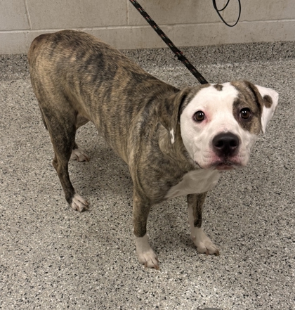 Shelter Stray Female Dog last seen Prospect Ave & E 35th Ter, KCMO, 64128, 64128, MO, 7077 Elmwood Ave, Kansas City, MO 64132, USA