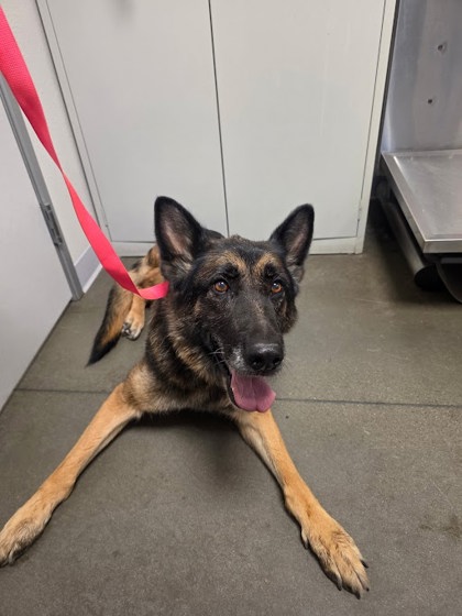Shelter Stray Female Dog last seen Caruthers Ave/Madsen Ave, Kingsburg Zone Fresno CO 3 93631, CA, 1510 W Dan Ronquillo Dr, Fresno, CA 93706, USA