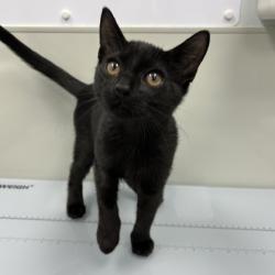 Shelter Stray Male Cat last seen Near Bellflower Ln, Mecklenburg County, NC, 1348 Parker Dr, Charlotte, NC 28208, USA
