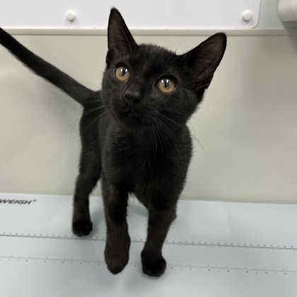 Shelter Stray Male Cat last seen Near Bellflower Ln, Mecklenburg County, NC, 1348 Parker Dr, Charlotte, NC 28208, USA