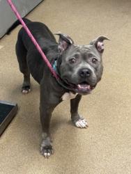 Shelter Stray Female Dog last seen Briarwood Park Rd, Brookhaven, GA 30319, 30319, GA, 3280 Chamblee Dunwoody Rd, Chamblee, GA 30341, USA