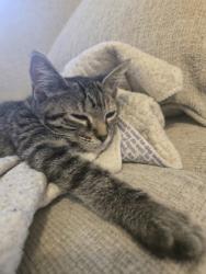 Shelter Stray Female Cat last seen Near Vancouver Dr Tucker Georgia 30084, 30084, GA, 3280 Chamblee Dunwoody Rd, Chamblee, GA 30341, USA