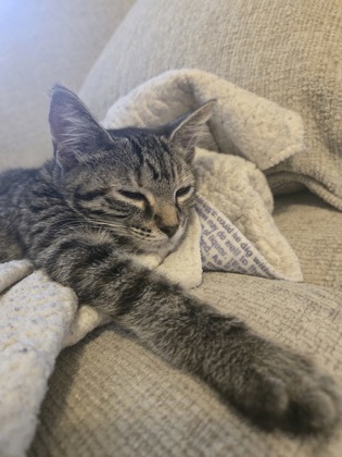 Shelter Stray Female Cat last seen Near Vancouver Dr Tucker Georgia 30084, 30084, GA, 3280 Chamblee Dunwoody Rd, Chamblee, GA 30341, USA