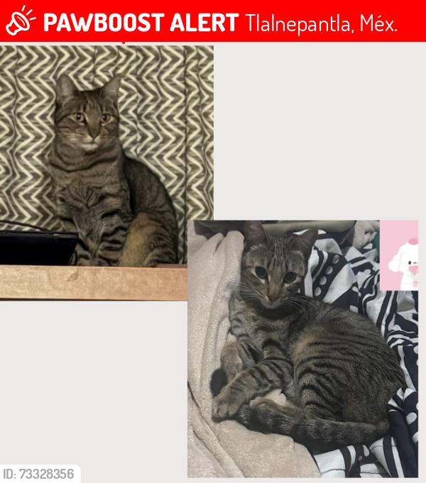 Lost Male Cat last seen Boulevard Naciones 116 Valle Dorado 54020 Tlalnepantla, Edo. Méx. México, Tlalnepantla, Méx. 54020