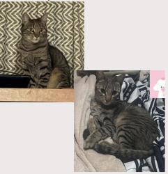 Lost Male Cat last seen Boulevard Naciones 116 Valle Dorado 54020 Tlalnepantla, Edo. Méx. México, Tlalnepantla, Méx. 54020