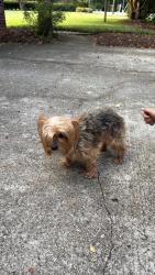 Reunited Unknown Dog last seen Near Pelham Rd, Greenville, SC 29615, USA, Greenville, SC 29615