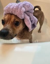 Reunited Male Dog last seen Brandymill, Summerville, SC 29485