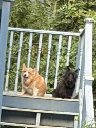 Reunited Female Dog last seen Evans and Marshall, Anderson, SC 29621