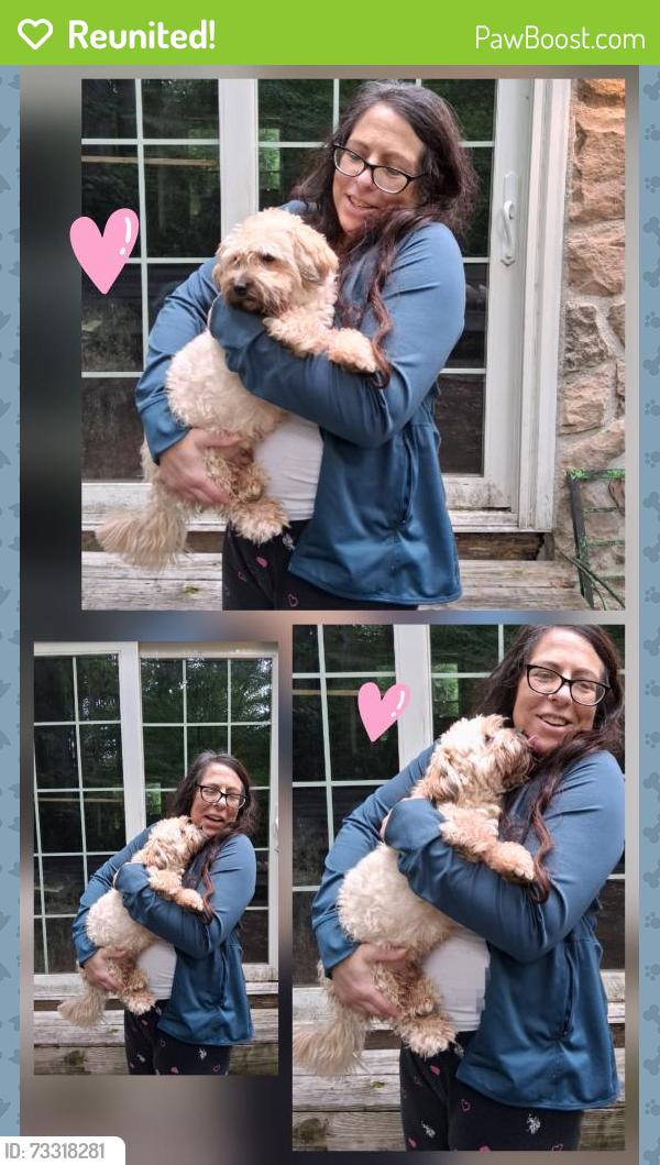 Reunited Male Dog last seen Germany Hollow Rd., Brandywine Manor hse, Lippett Rd., Honey Brook, PA 19344