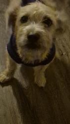 Lost Male Dog last seen near loaves and fishes, Los Angeles, CA 90012