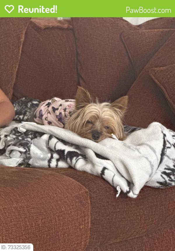 Reunited Female Dog last seen Jones and eden, Pueblo, CO 81005
