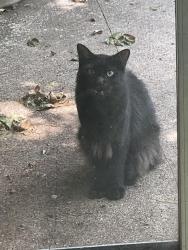 Reunited Male Cat last seen Fielder and Foster Drive, Arlington, TX 76012