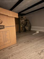 Found/Stray Unknown Cat last seen Great falls forest, great falls Va, Great Falls, VA 22066
