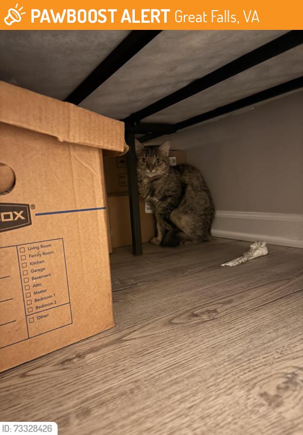 Found/Stray Unknown Cat last seen Great falls forest, great falls Va, Great Falls, VA 22066