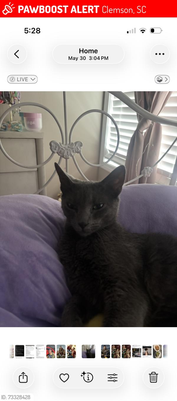 Lost Male Cat last seen Clemson elementary school, Clemson, SC 29631