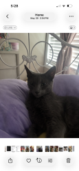 Lost Male Cat last seen Clemson elementary school, Clemson, SC 29631