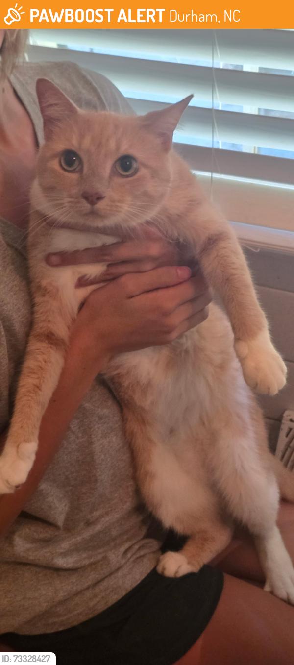 Found/Stray Female Cat last seen Midvale Street, Durham, NC 27707