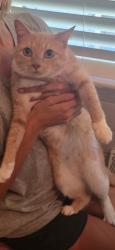 Found/Stray Female Cat last seen Midvale Street, Durham, NC 27707