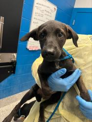 Shelter Stray Female Dog last seen W 76th Ave & Depew St, Westminster, CO, 80003, 580 McIntyre St, Golden, CO 80401, USA
