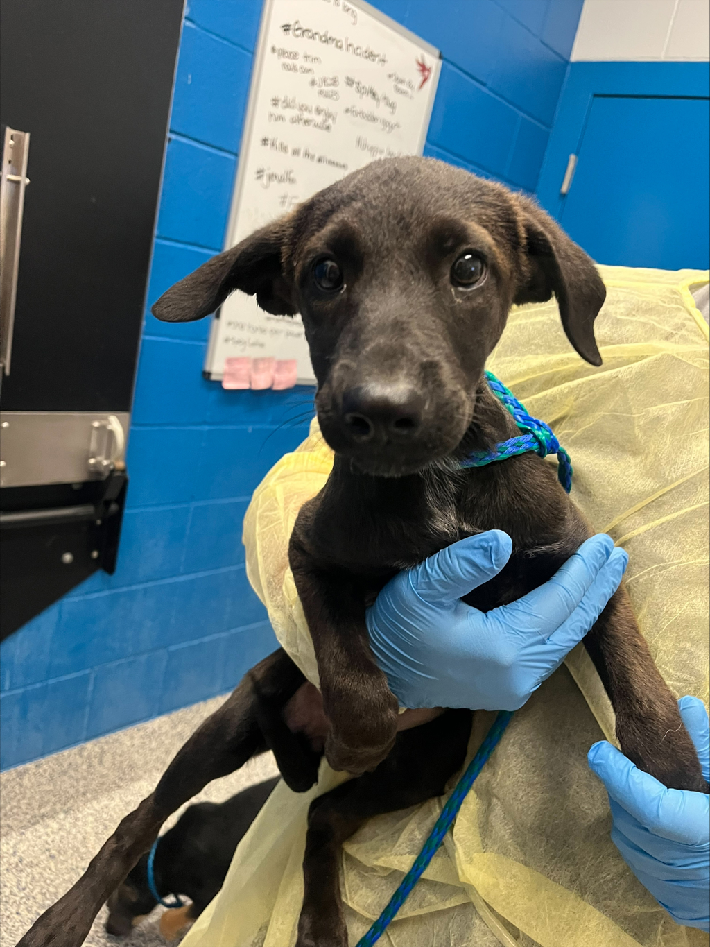 Shelter Stray Female Dog last seen W 76th Ave & Depew St, Westminster, CO, 80003, 580 McIntyre St, Golden, CO 80401, USA