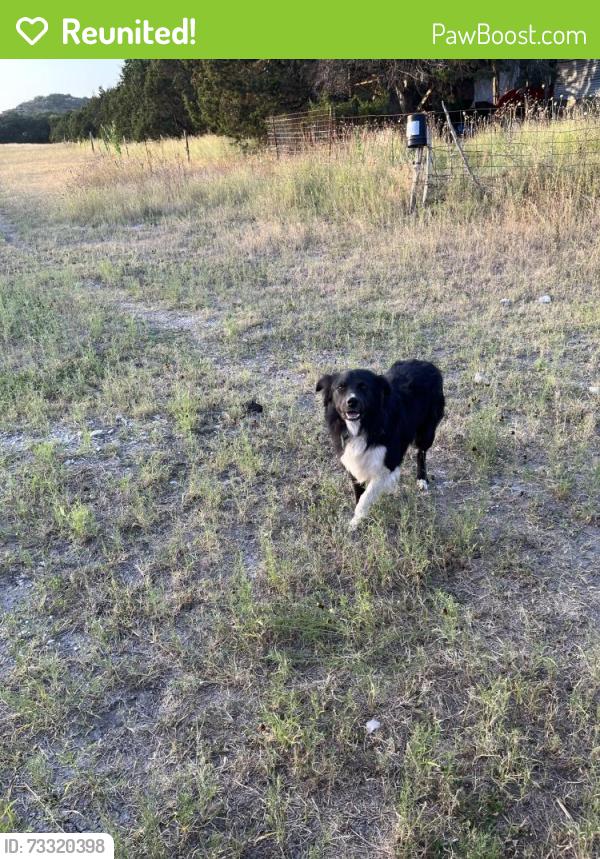 Reunited Male Dog last seen Star View Ct, Boerne, TX 78006
