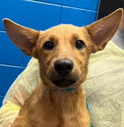 Shelter Stray Female Dog last seen W 76th Ave & Depew St, Westminster, CO, 80003, 580 McIntyre St, Golden, CO 80401, USA