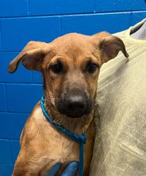Shelter Stray Female Dog last seen W 76th Ave & Depew St, Westminster, CO, 80003, 580 McIntyre St, Golden, CO 80401, USA
