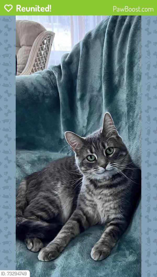 Reunited Female Cat last seen E Hampden Ave & Monaco St, Denver, CO 80237