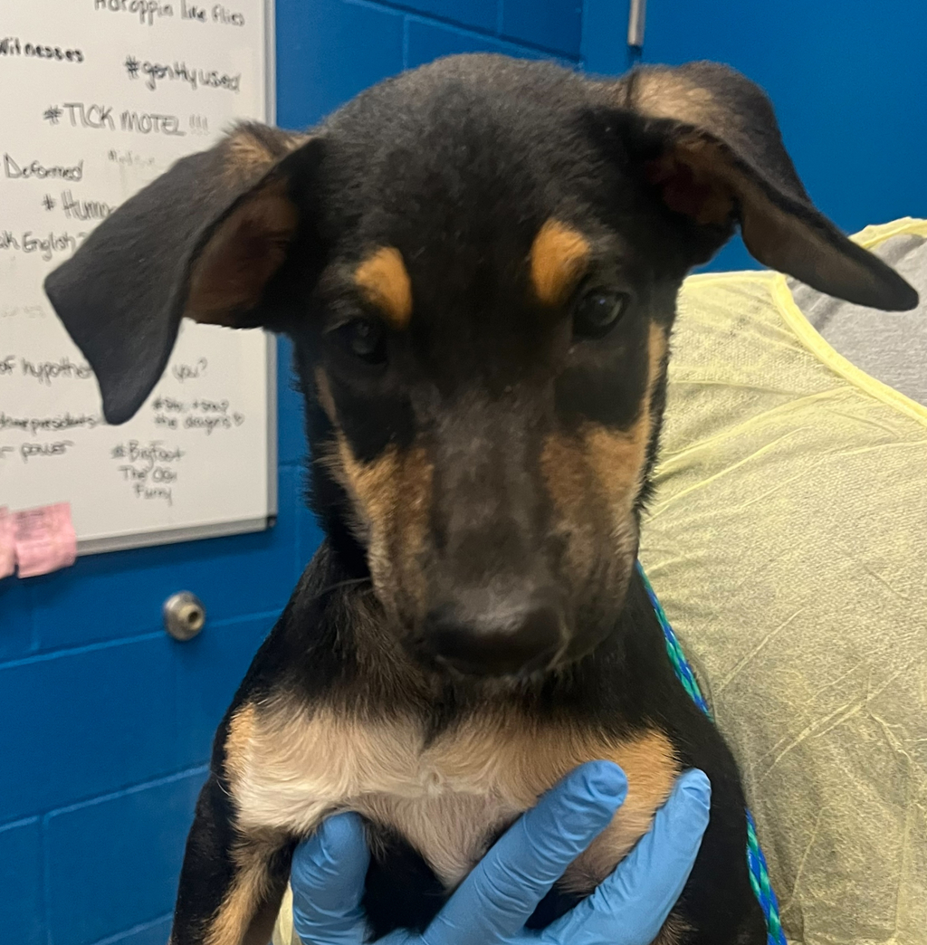 Shelter Stray Male Dog last seen W 76th Ave & Depew St, Westminster, CO, 80003, 580 McIntyre St, Golden, CO 80401, USA