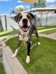 Shelter Stray Male Dog last seen State Street, MURRAY CITY, UT, 84107, 511 W 3900 S, Salt Lake City, UT 84123, USA