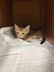 Shelter Stray Female Cat last seen Near W Oltorf Street, AUSTIN, TX, 78704, 7201 Levander Loop bldg a, Austin, TX 78702, USA