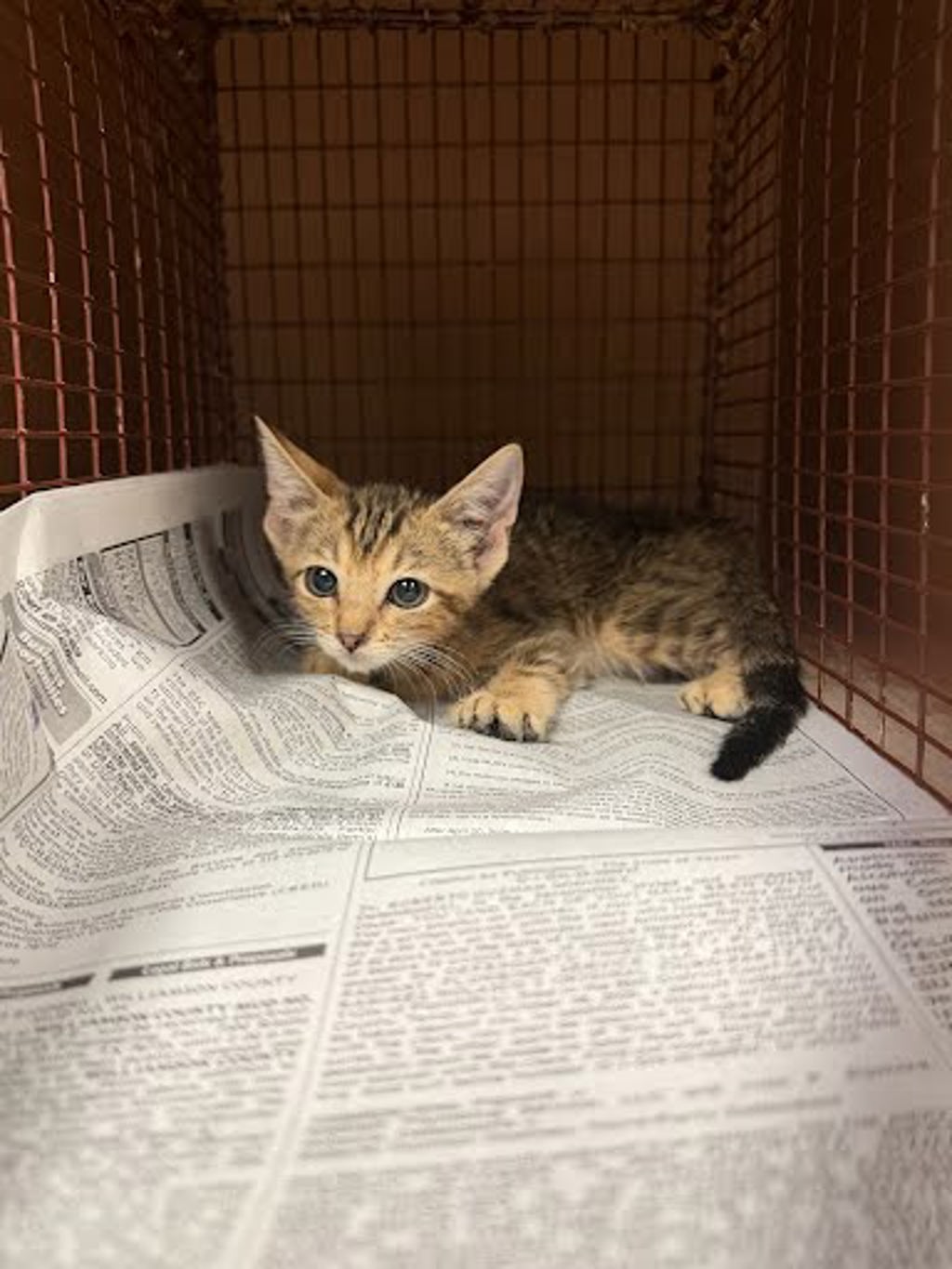 Shelter Stray Female Cat last seen Near W Oltorf Street, AUSTIN, TX, 78704, 7201 Levander Loop bldg a, Austin, TX 78702, USA