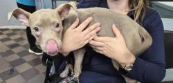 Shelter Stray Female Dog last seen Near W 159 Street, NEW YORK, NY, 10032, 326 E 110th St, New York, NY 10029, USA